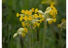 5 Cowslip